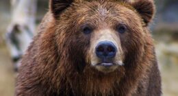 Decentra Digest Newsletter- Bitcoin Ethereum Solana Crypto Trading News Tips Charts Price Analysis